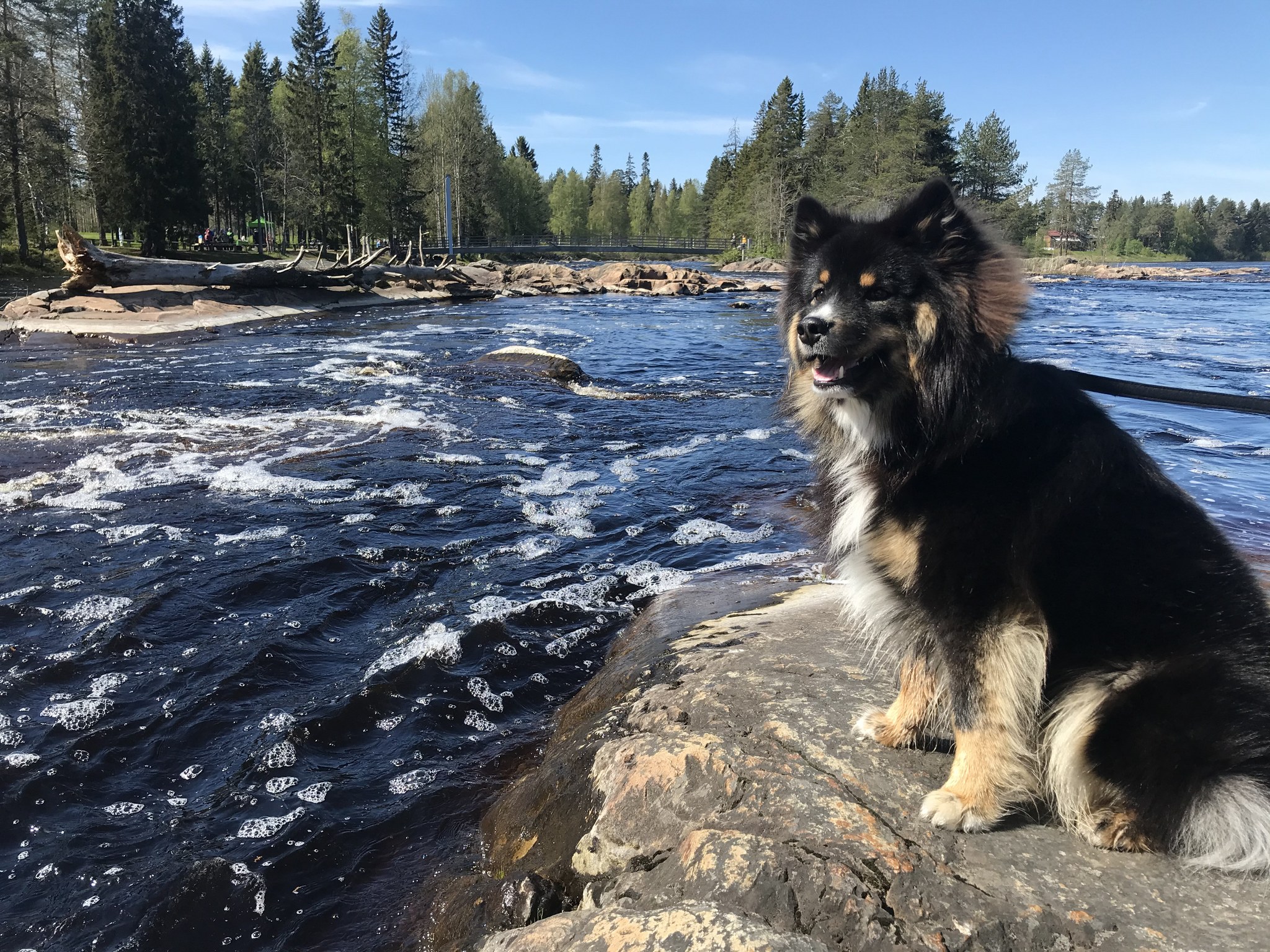 Oulu koiran kanssa – karvakuonon bucket-lista Ouluun